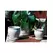 Verandah Butter Cup Size C Wsp