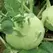 Kohlrabi, White Vienna - 5,000 Seed Count