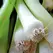 Leek, American Flag - 5,000 Seed Count