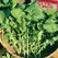Arugula, Rocket 5,000 Seed Count