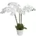Algreen 29" Triple Orchid