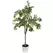 Algreen 53" Ficus Tree