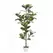Algreen 70" Ficus