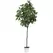 Algreen 74" Magnolia
