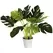 Algreen 19" Monstera