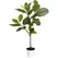 Algreen 38" Alpine Ficus