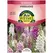 FOXGLOVE, FOXY ANNUAL 280 MG
