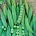 Peas, Lincoln Treated - 50lb