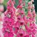 FOXGLOVE, FOXY ANNUAL 1/4 OZ. EACH