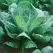 Collards, Morris Heading - 1/2oz