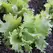 LETTUCE, ITHACA - 1/2 OZ EACH