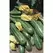 SQUASH, COCOZELLE 1/2 LB BAG EACH