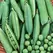 Peas, Thomas Laxton - 25lb