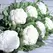 Cauliflower, Snow Crown - 1,000 Seed Count