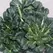 Cabbage, Tatsoi Chinese - 1/2oz