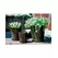 Verandah 5.5" Lilac Size A Tgn