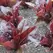 Lettuce, Red Romaine 1,000 Seed Count
