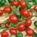 Peppers, Red Cherry Hot - 10,000 Seed Count