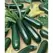Squash, Black Coral F1 - 100 Seed Count