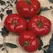 Tomato, Box Car Willie - 5,000 Seed Count