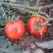 Tomato, Wisconsin 55 - 1,000 Seed Count