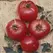 Tomato, German Johnson - 10,000 Seed Count
