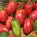 Tomato, Amish Paste - 100 Seed Count