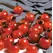 Tomato, Sweet Million Treated - 100 Seed Count