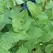 Peppermint 1/4 oz