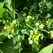 Ruta Rue 1/2 oz