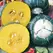 Squash, Burgess Buttercup - 10,000 Seed Count
