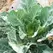 Collards, Vates - 1/2oz