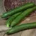 CUCUMBER, BURPLESS