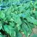 Mustard-Spinach, Tendergreen - 1/2oz