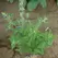 CATNIP 1/2 OZ. EACH