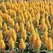 CELOSIA YELLOW CASTLE 500/PKT