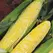 Corn, Delectable 25