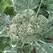 Broccoli, Calabrese - 1/2oz