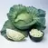 Cabbage, Wisconsin All Season - 1/2oz