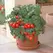 Tomato, Patio Untreated - 5,000 Sd Ct