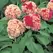 CELOSIA, KURUME CORONA 500/PKT