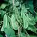 Limas, Woods Prolific - 1/2lb