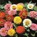 Zinnia, Lilliput Mix - 1/2 lb