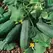 Cucumber, Bush Crop 1,000 Seed Count