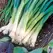 Onion, Japanese Bunching - 1lb