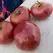 Tomato, Mortgage Lifter - 1,000 Seed Count