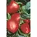 Peppers, Pimento - 1/2oz