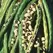 Cowpeas, California Blackeye - 1 /2lb