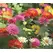 Zinnia, Cactus Flower Mix - 1/2 lb