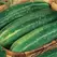 Cucumber, Straight Eight 1,000 Seed Count